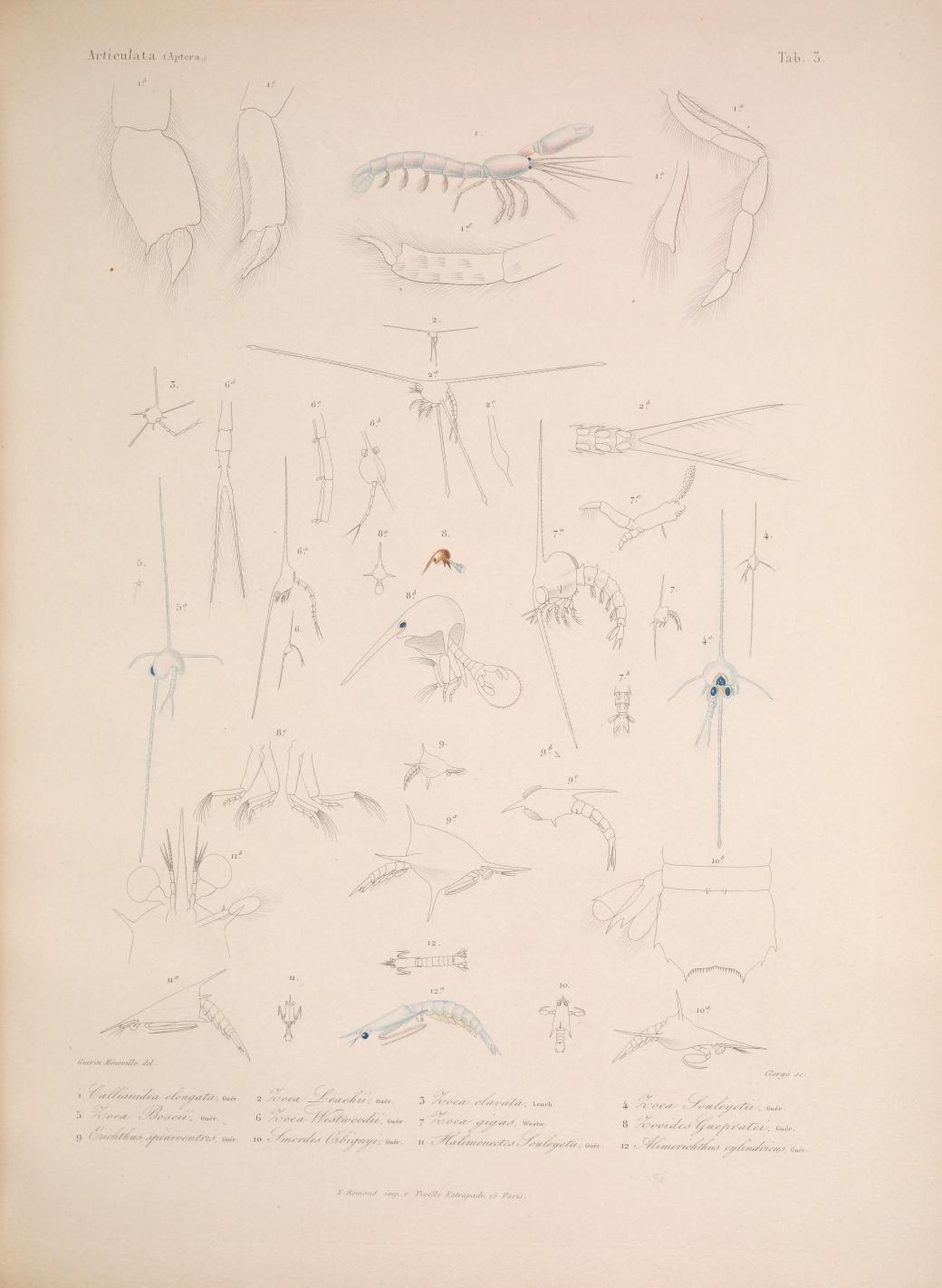 Histoirephysiqu00SagrA_0013