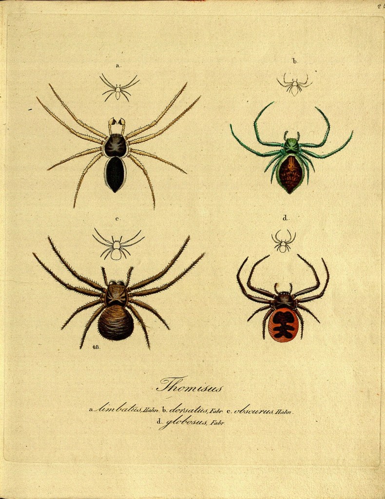 3148648319_babebfcdda_o