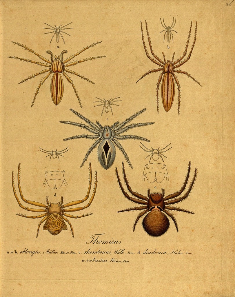 3149468872_a061689cd2_o