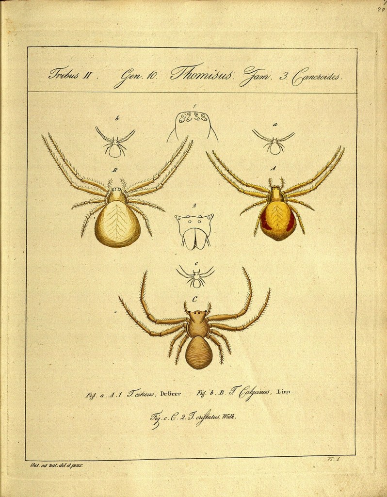 3149587604_4597edfeca_o