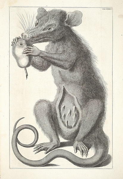 413px-Albertus_Seba_Thesaurus_Tab._XXXIX