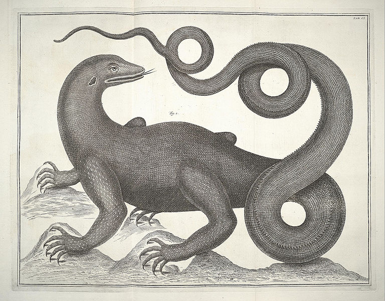 768px-Albertus_Seba_Thesaurus_Tab._CI