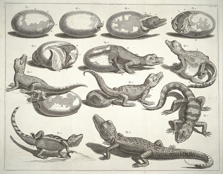 768px-Albertus_Seba_Thesaurus_Tab._CIV