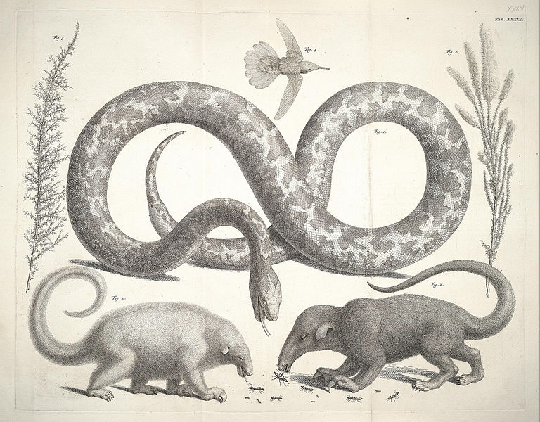 768px-Albertus_Seba_Thesaurus_Tab._XXXVII