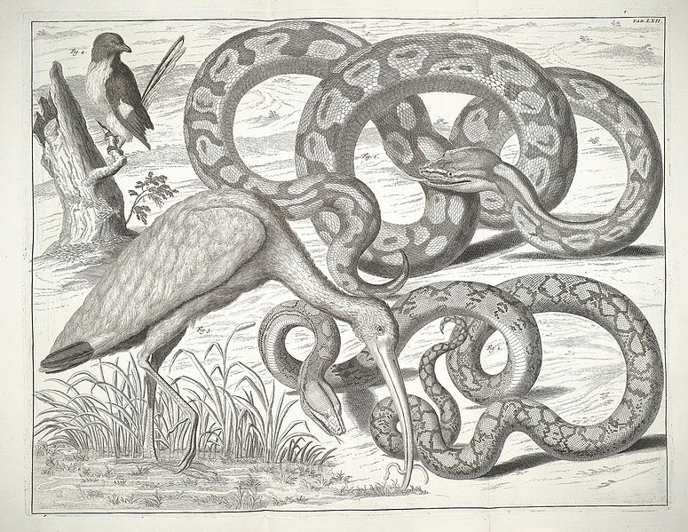 775px-Albertus_Seba_Thesaurus_Tab._LXII