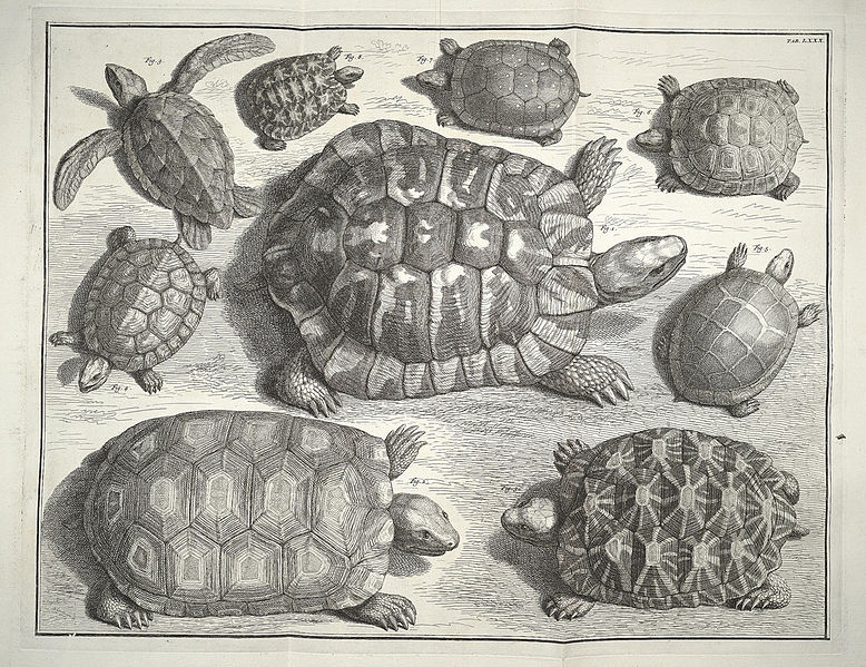 778px-Albertus_Seba_Thesaurus_Tab._LXXX