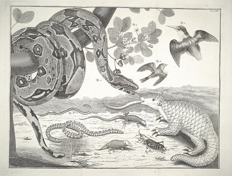 790px-Albertus_Seba_Thesaurus_Tab._LIII