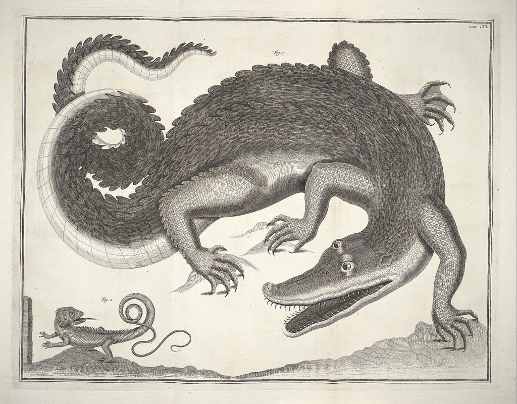 Albertus_Seba_Thesaurus_Tab._CVI