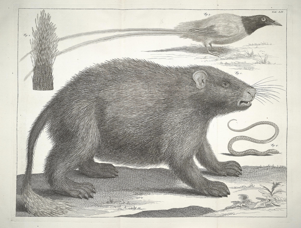 Albertus_Seba_Thesaurus_Tab._LII