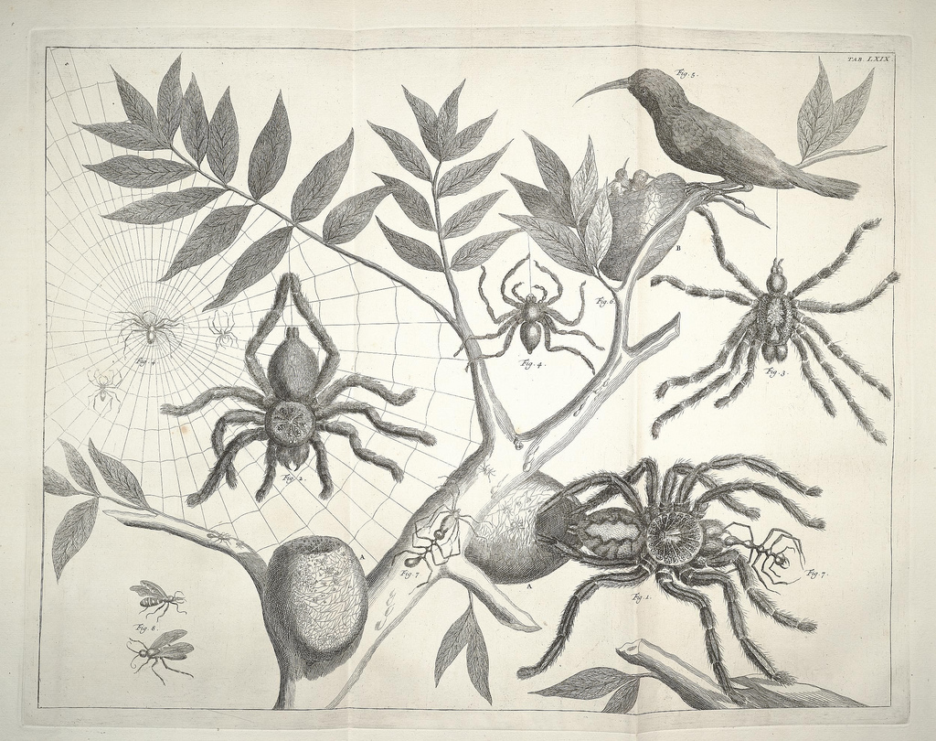 Albertus_Seba_Thesaurus_Tab._LXIX