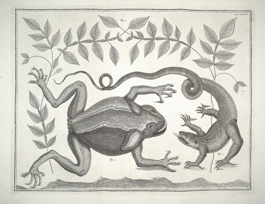 Albertus_Seba_Thesaurus_Tab._LXXVI