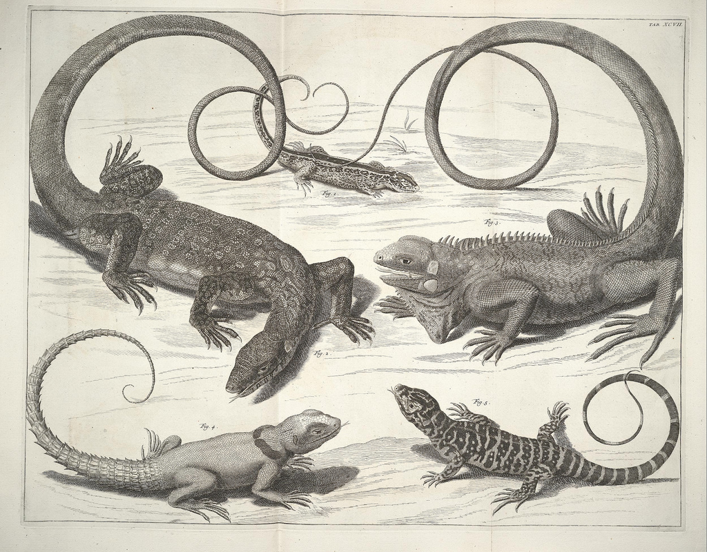 Albertus_Seba_Thesaurus_Tab._XCVII