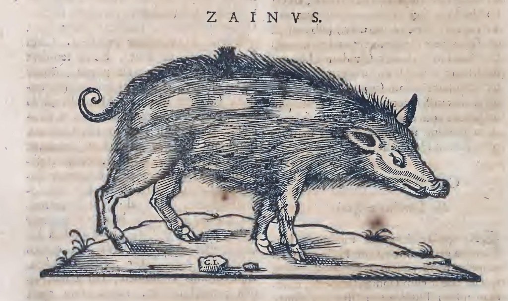 Ioannis Evsebii Nierembergii ... Historia natvrae, maxime peregr