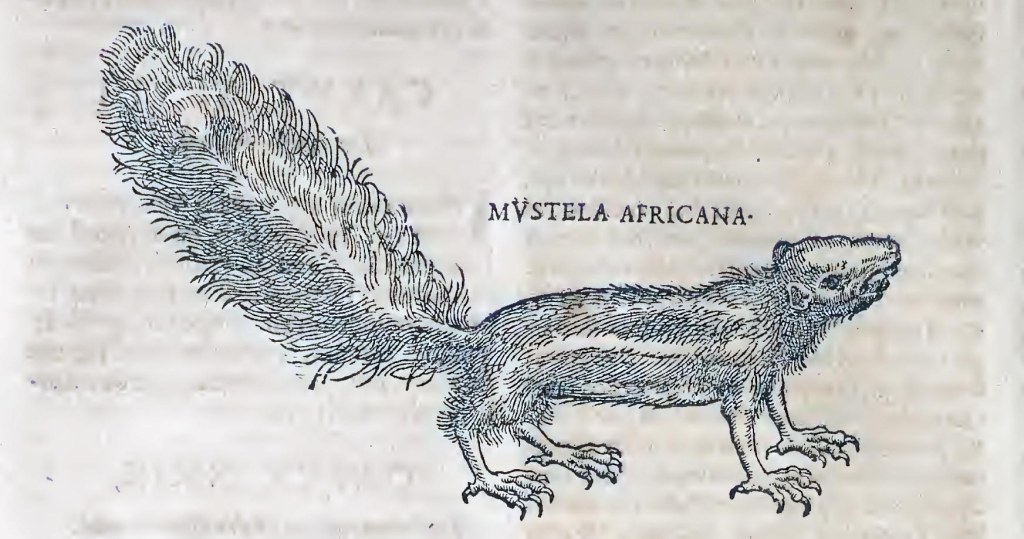 Ioannis Evsebii Nierembergii ... Historia natvrae, maxime peregr