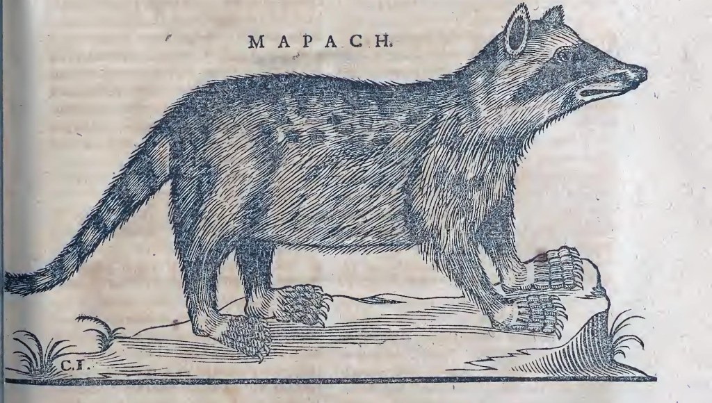 Ioannis Evsebii Nierembergii ... Historia natvrae, maxime peregr