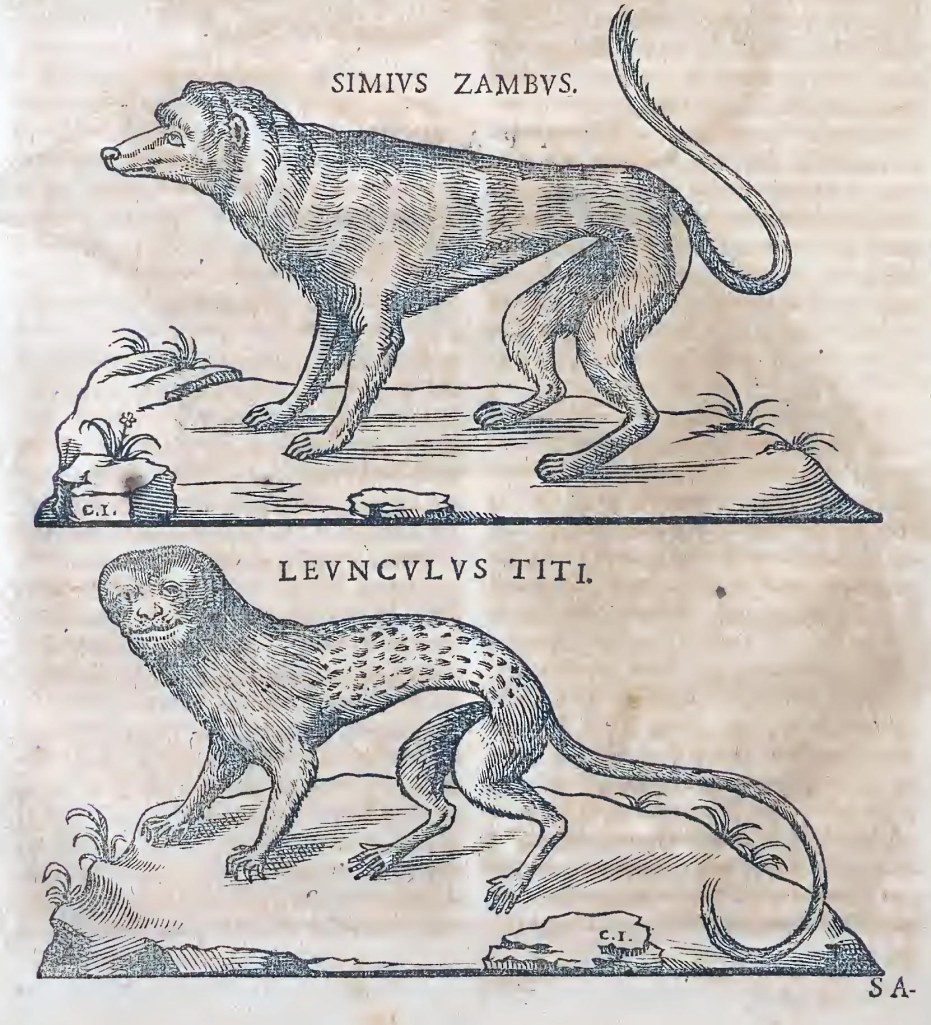 Ioannis Evsebii Nierembergii ... Historia natvrae, maxime peregr