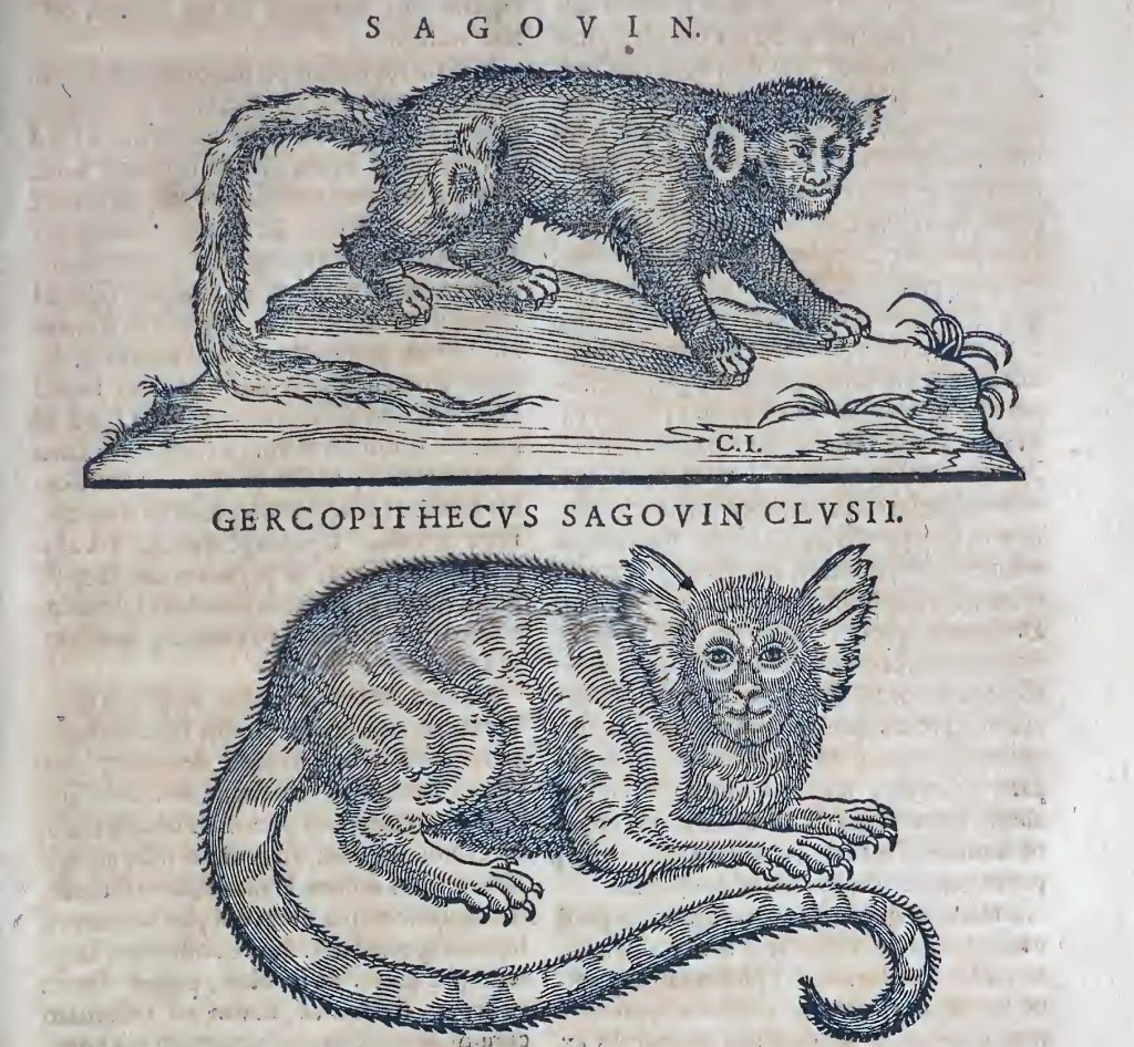 Ioannis Evsebii Nierembergii ... Historia natvrae, maxime peregr