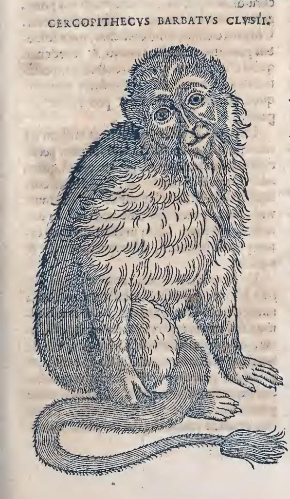 Ioannis Evsebii Nierembergii ... Historia natvrae, maxime peregr