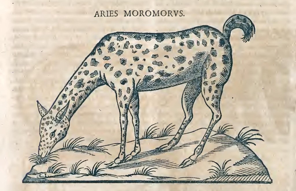 Ioannis Evsebii Nierembergii ... Historia natvrae, maxime peregr