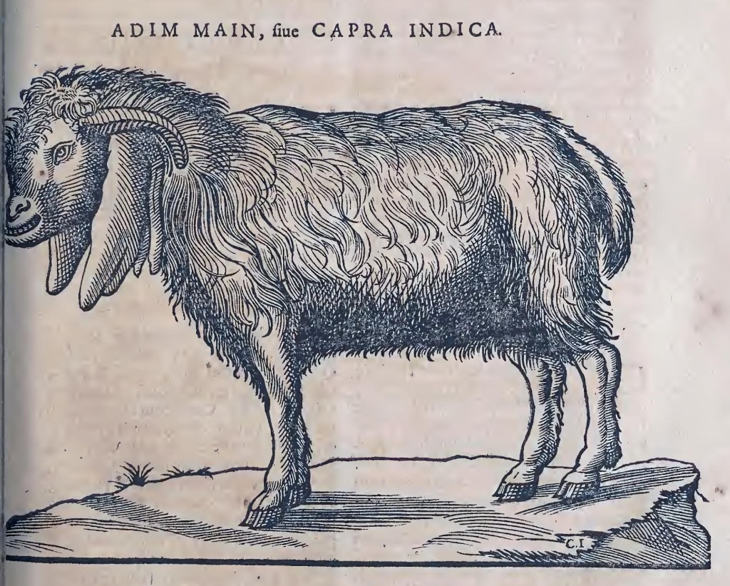 Ioannis Evsebii Nierembergii ... Historia natvrae, maxime peregr