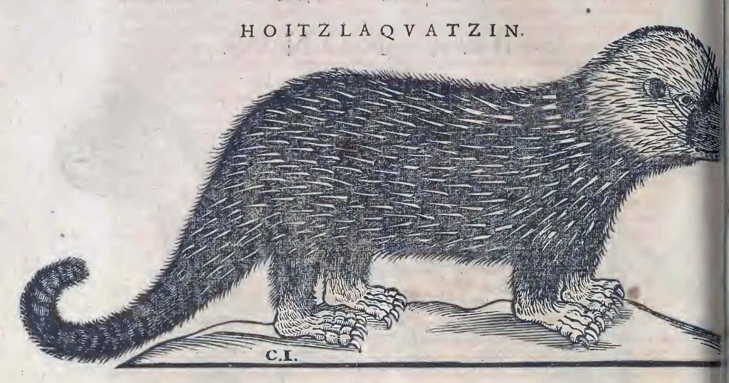 Ioannis Evsebii Nierembergii ... Historia natvrae, maxime peregr