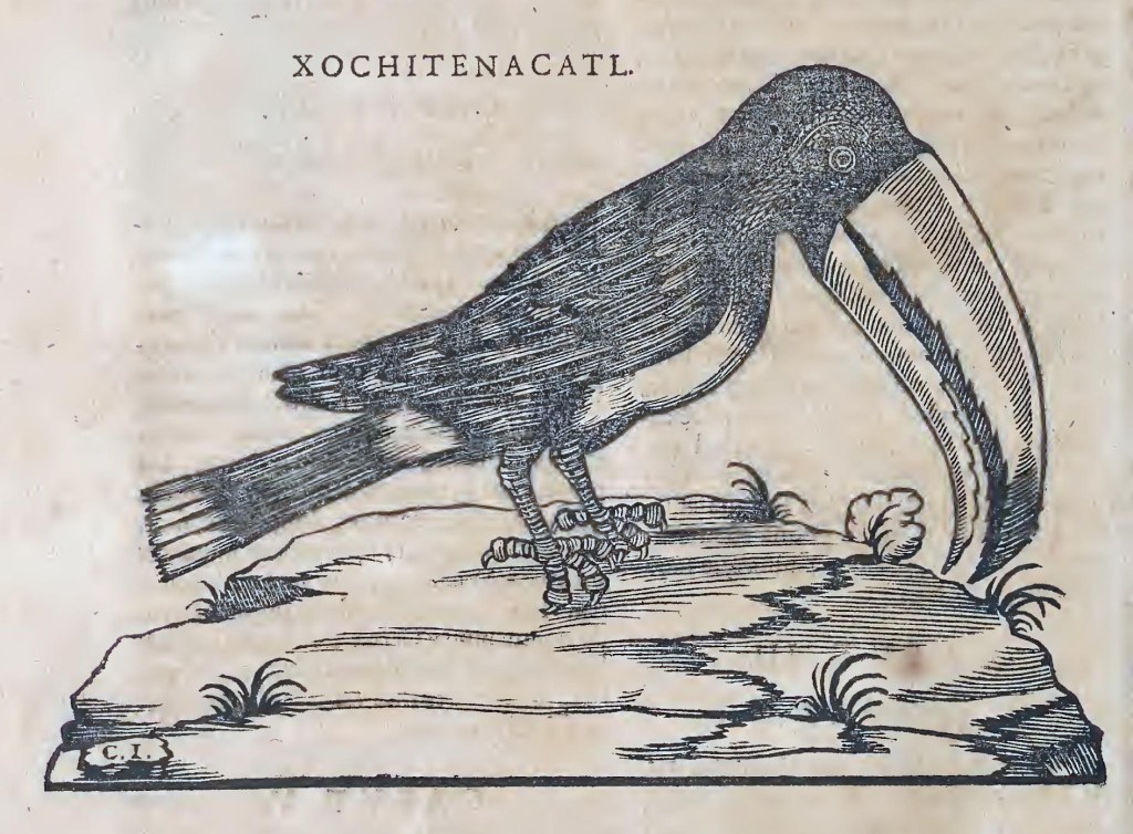 Ioannis Evsebii Nierembergii ... Historia natvrae, maxime peregr