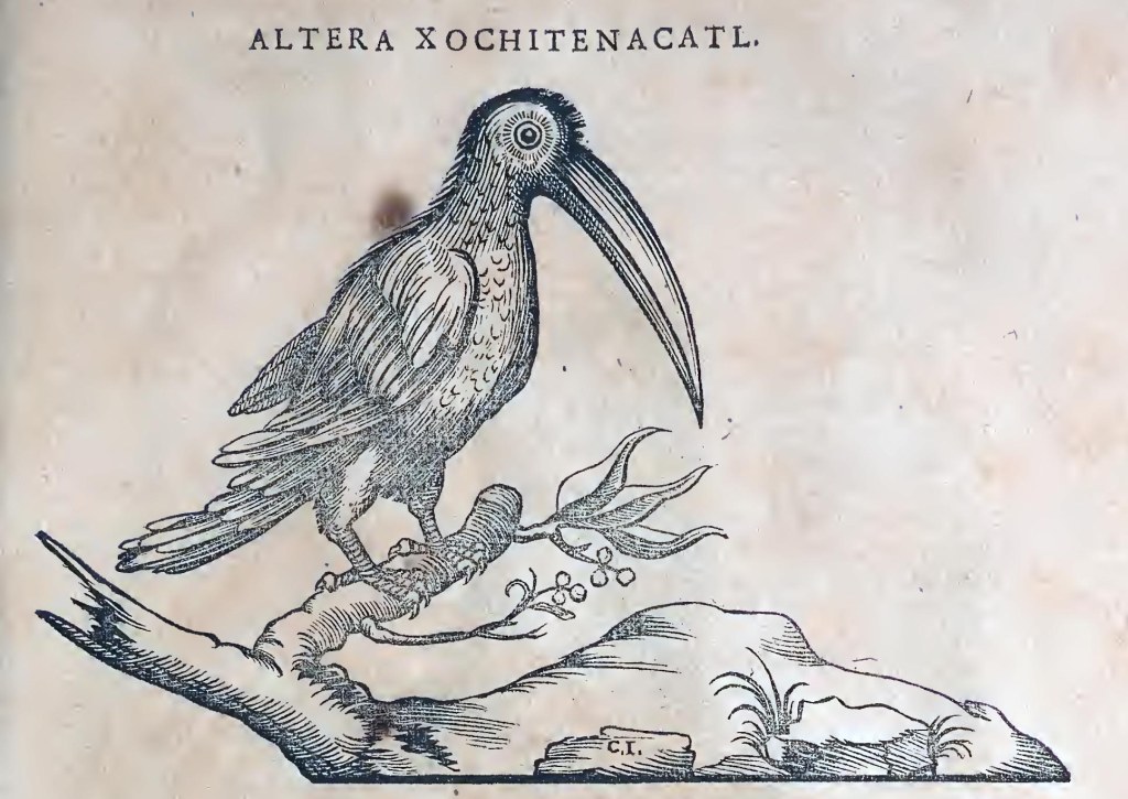 Ioannis Evsebii Nierembergii ... Historia natvrae, maxime peregr