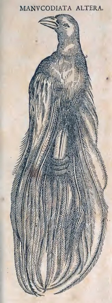 Ioannis Evsebii Nierembergii ... Historia natvrae, maxime peregr