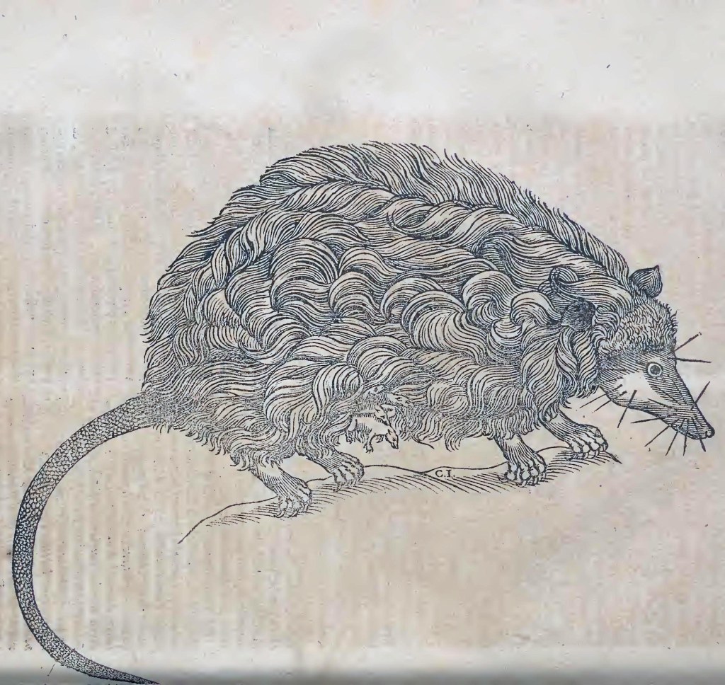 Ioannis Evsebii Nierembergii ... Historia natvrae, maxime peregr