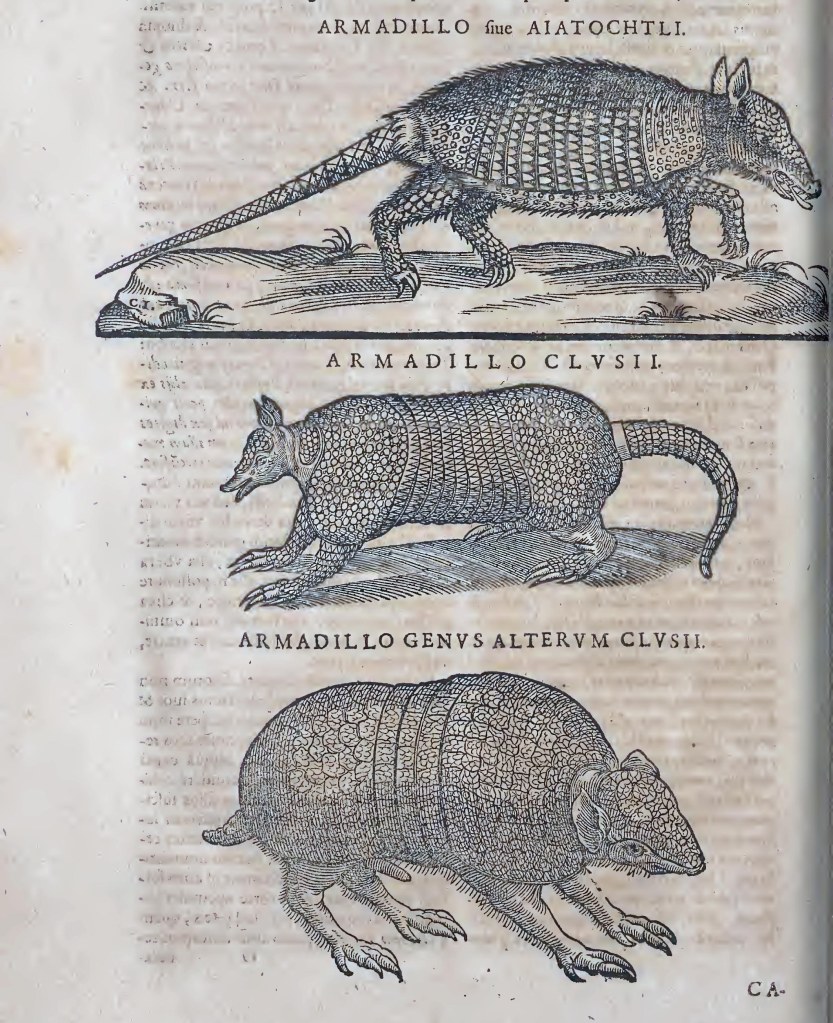 Ioannis Evsebii Nierembergii ... Historia natvrae, maxime peregr