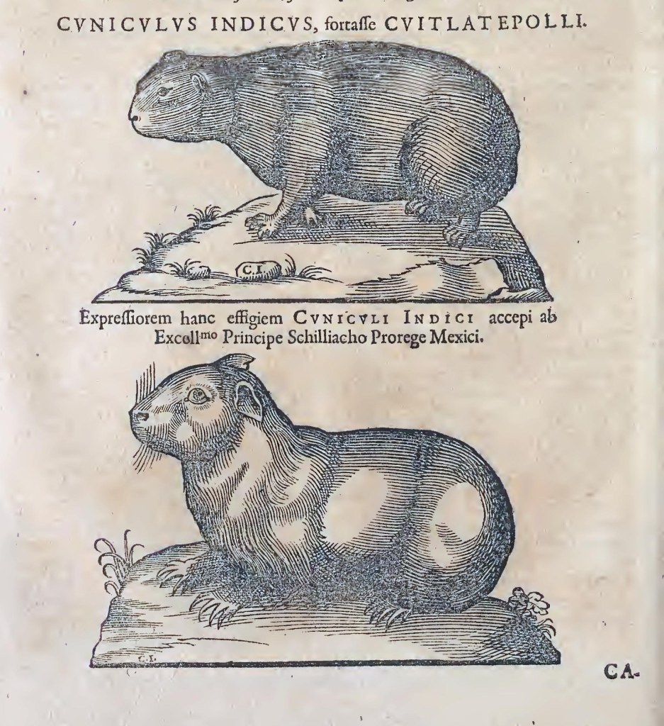 Ioannis Evsebii Nierembergii ... Historia natvrae, maxime peregr