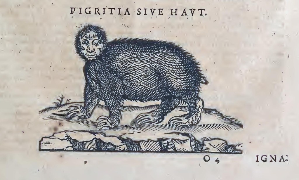 Ioannis Evsebii Nierembergii ... Historia natvrae, maxime peregr