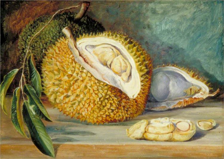durian-fruit-from-a-large-tree-sarawak-borneo-1876.jpg!Large