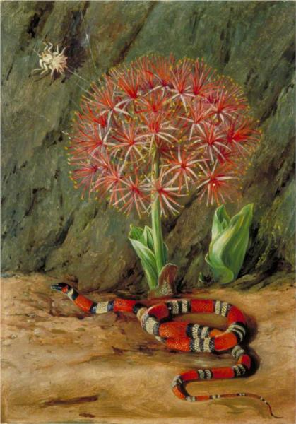 flor-imperiale-coral-snake-and-spider-brazil-1873.jpg!Large