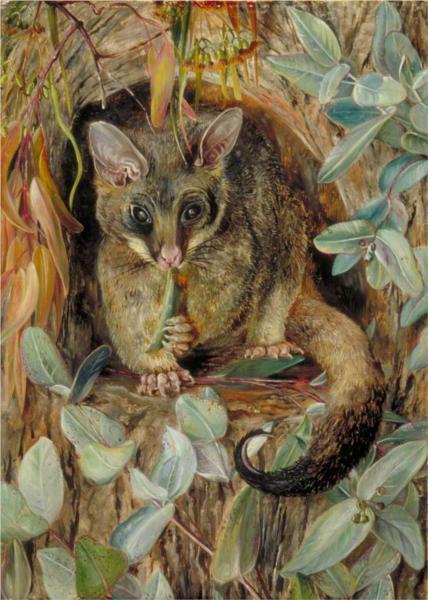 possum-up-a-gum-tree-1880.jpg!Large