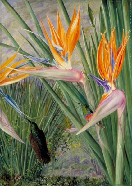 strelitzia-and-sugar-birds-south-africa-1882.jpg!Large