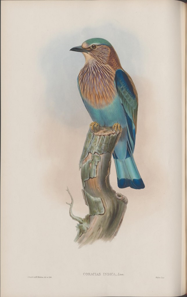 14135329283_6adc0a40fb_k