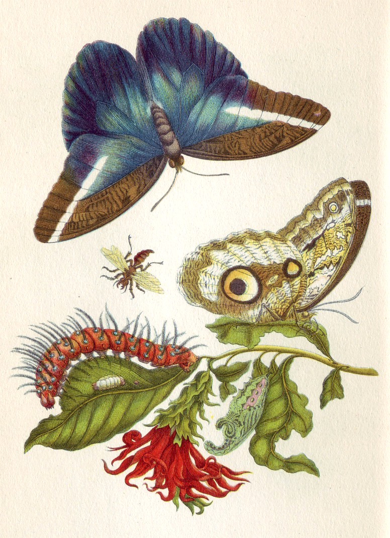 Merian_Metamorphosis_LX