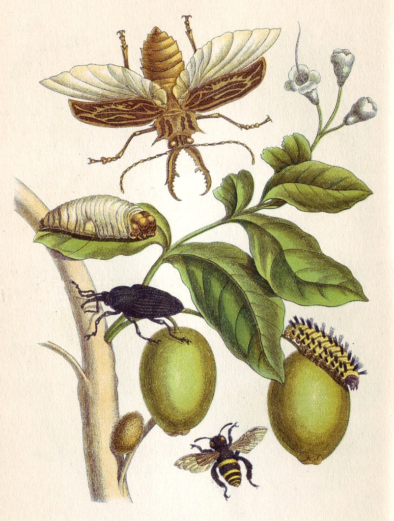 Merian_Metamorphosis_XLVIII