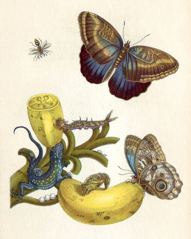 Merian_Metamorphosis_XXIII