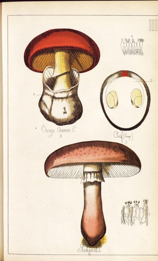 4085674753_837922886a_o