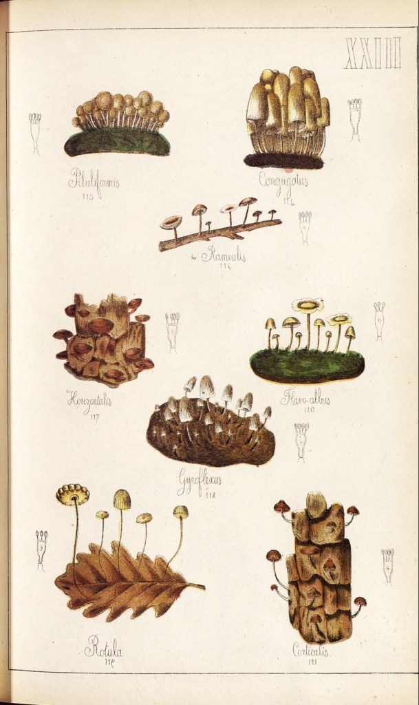 4085680975_6d5fbf8fd7_o