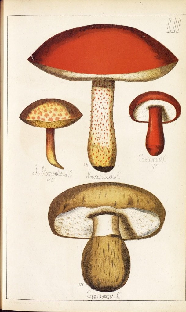 4085689537_ebec8417d5_o