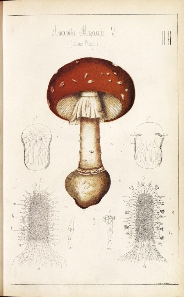 4086431370_9f8f1c050e_o