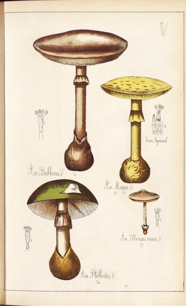 4086432610_6741f7764f_o