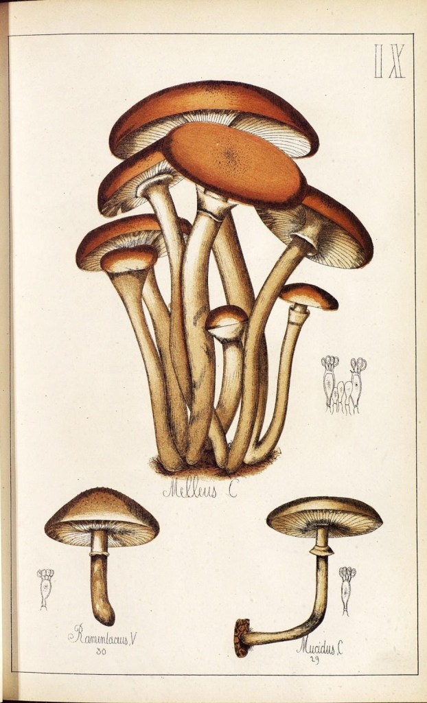 4086433840_1d3582a337_o