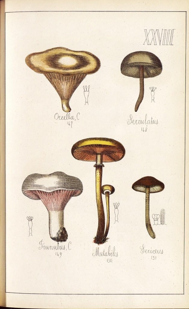 4086439874_5ca71e2d89_o