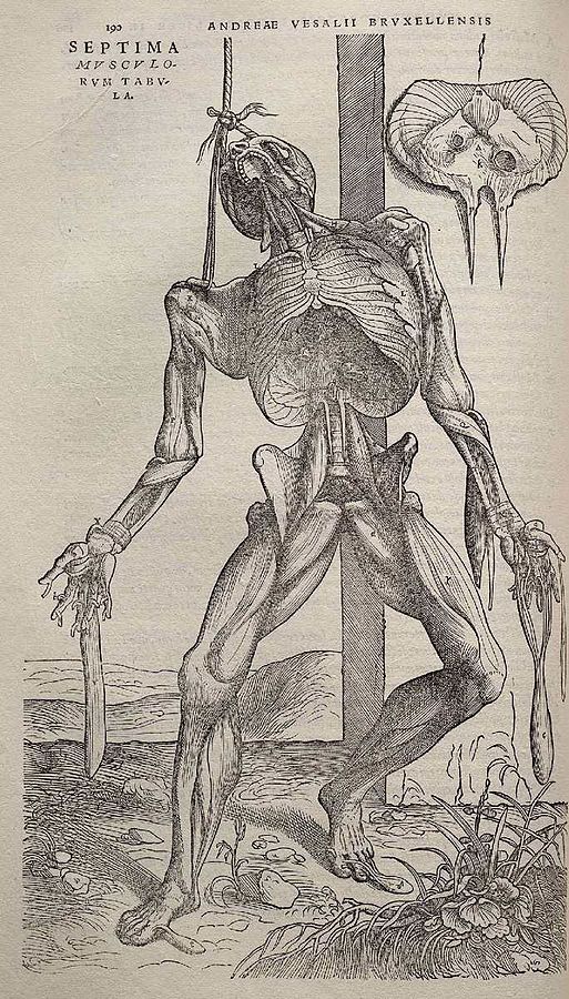 513px-Andreas_Vesalius_-_Dissected_human_body_-_WGA25036