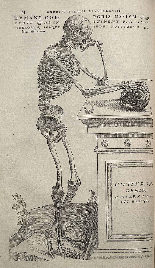 521px-Vesalius_Fabrica_p164