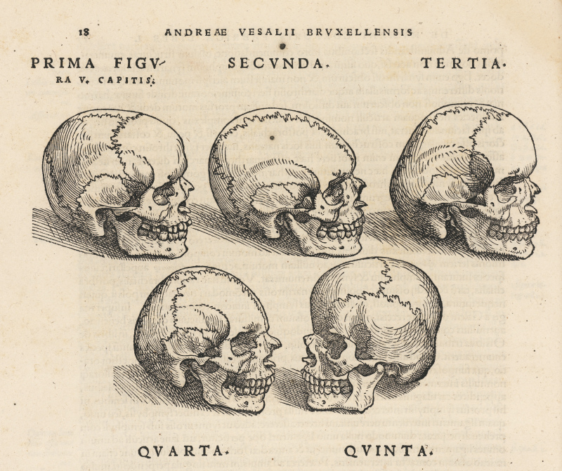 De_humani_corporis_fabrica_(14)